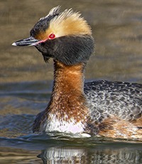 Horned Grebe