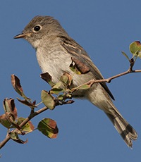 Least Flycatcher, Saskatchewan