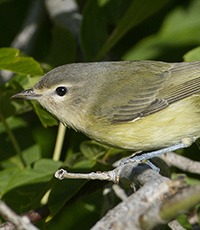 Tennessee Warbler | Paruline obscure