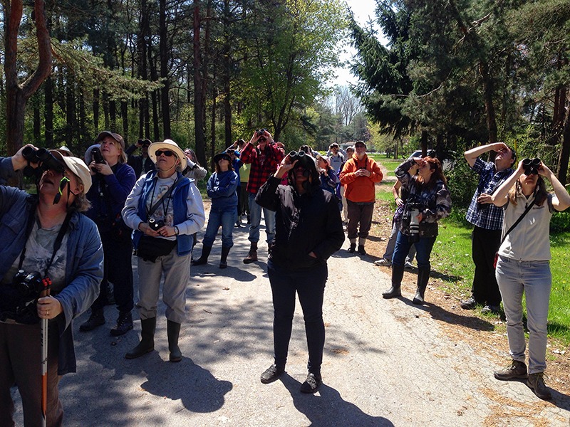 A group of birders facing us with their binoculars lifted to the sky