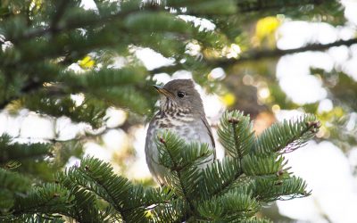 La Grive de Bicknell dans les forêts des montagnes du Nouveau-Brunswick : un mystère à percer