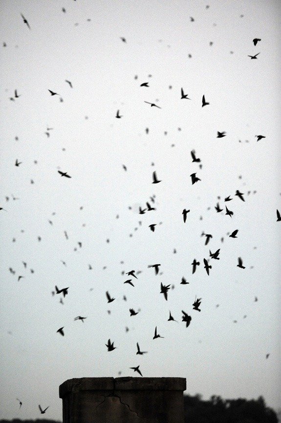 Chimney Swifts above a chimney