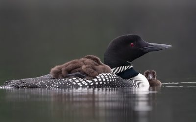 À la rescousse des huards du Québec