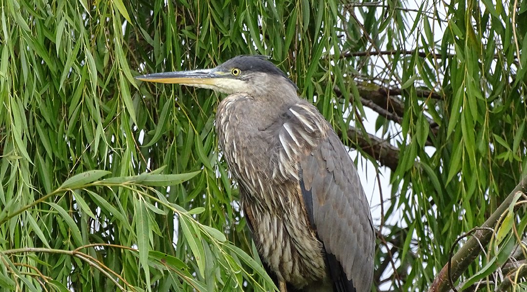 Apprécier et protéger les oiseaux de Delta (C.-B.)