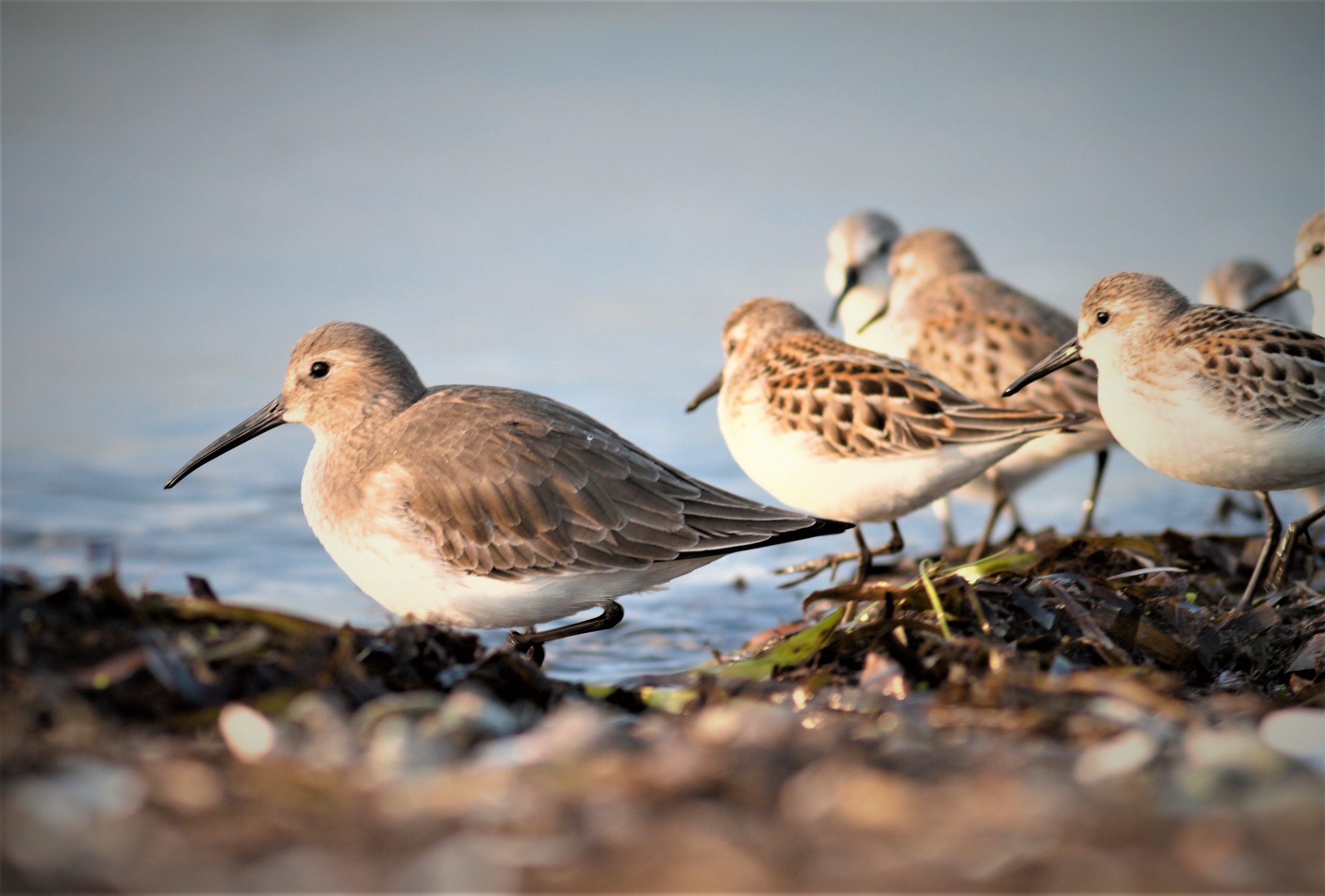 Read about how a hemisphere-wide collaboration to further understanding of migratory shorebirds declines. The photo shows Dunlin and Western Sandpipers roosting