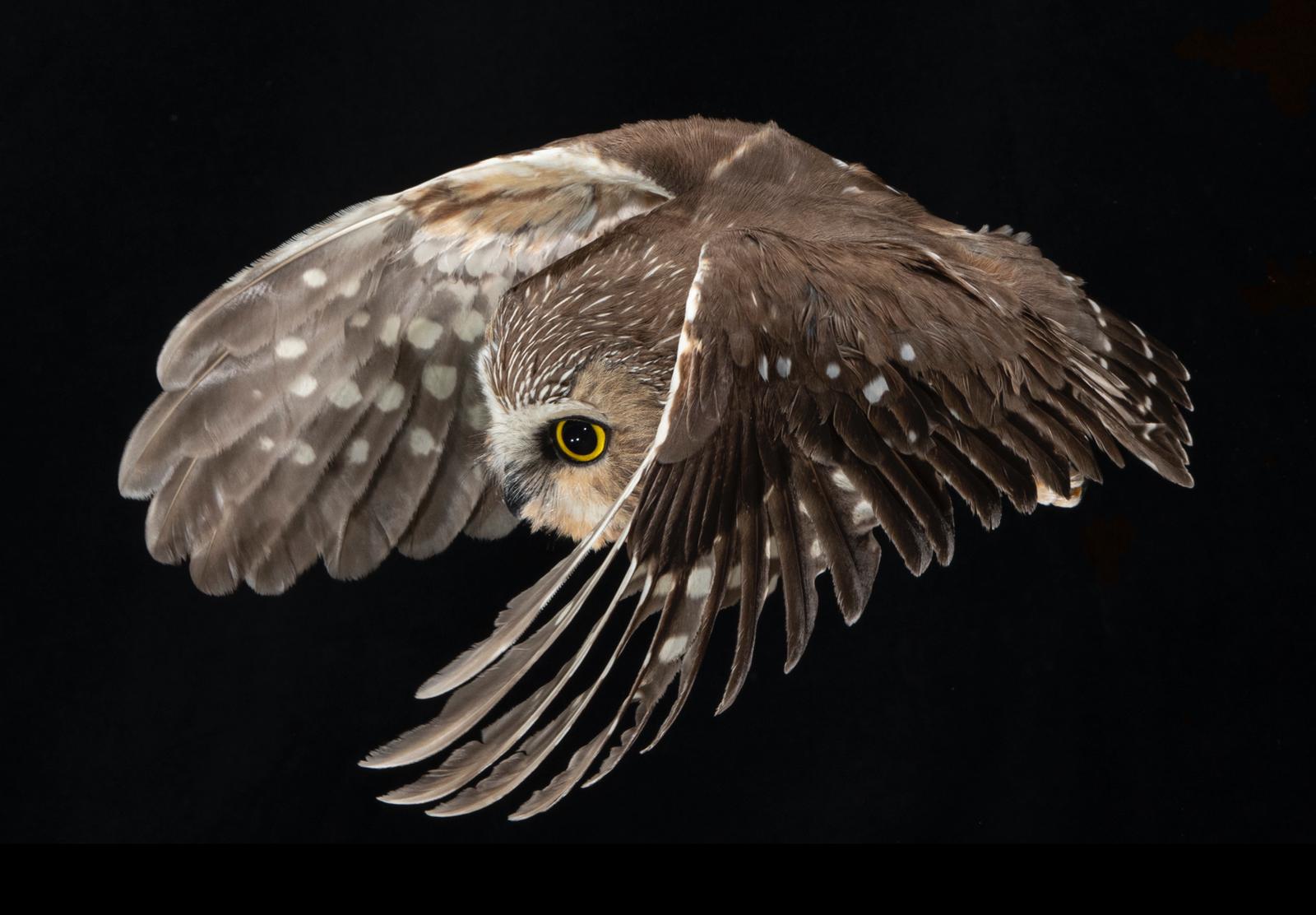 A Northern Saw-whet Owl