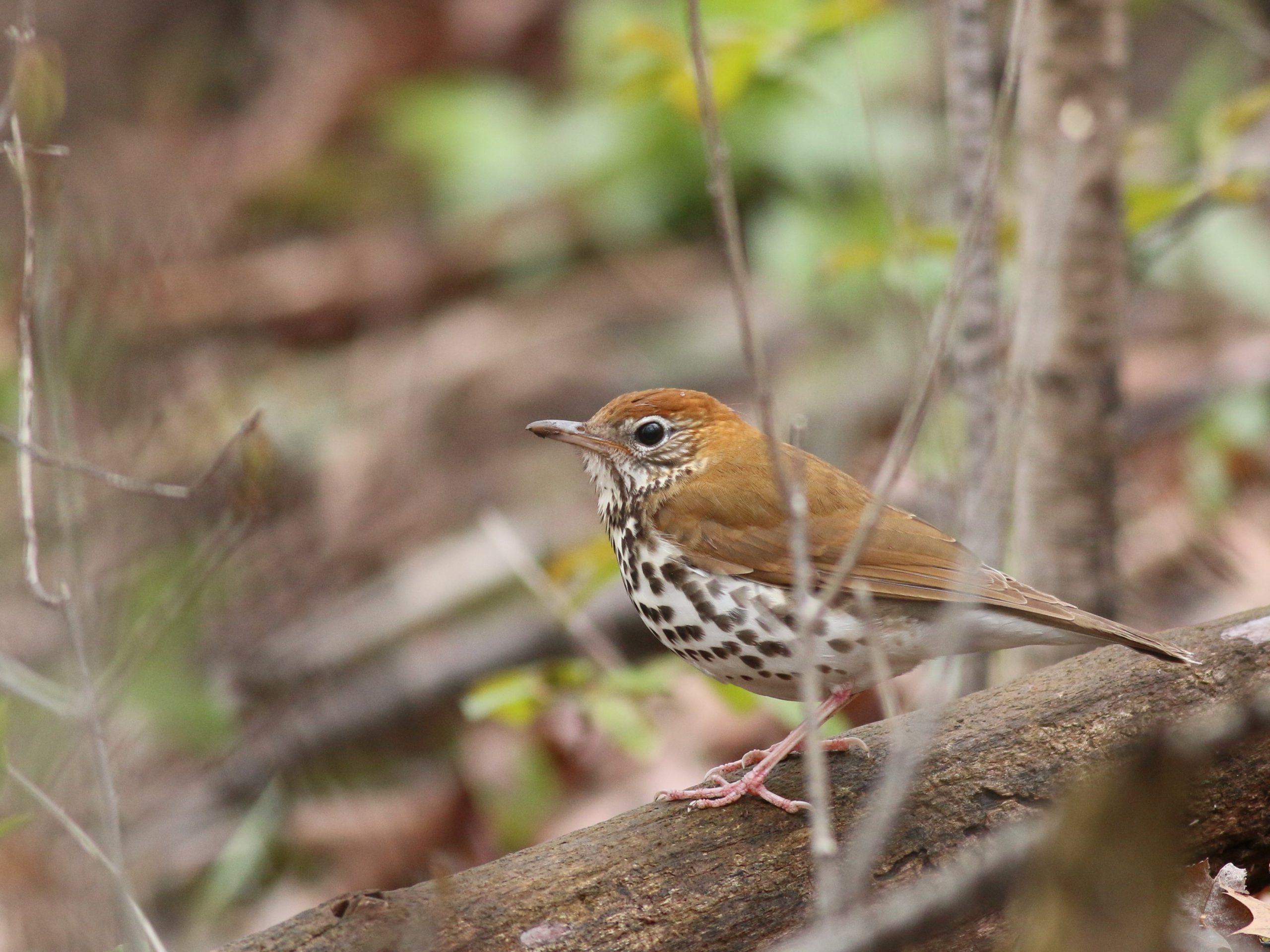 Wood Thrush on a log