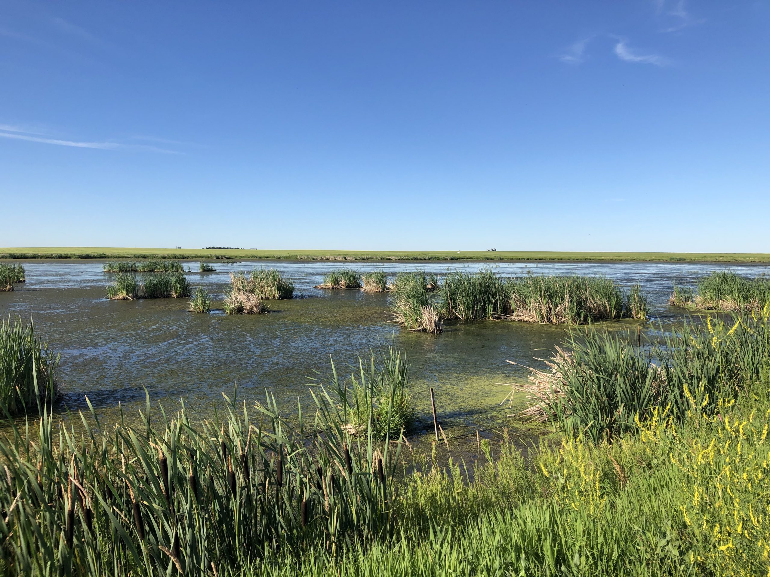 A slough near Drumheller, Alberta Photo: Jody Allair