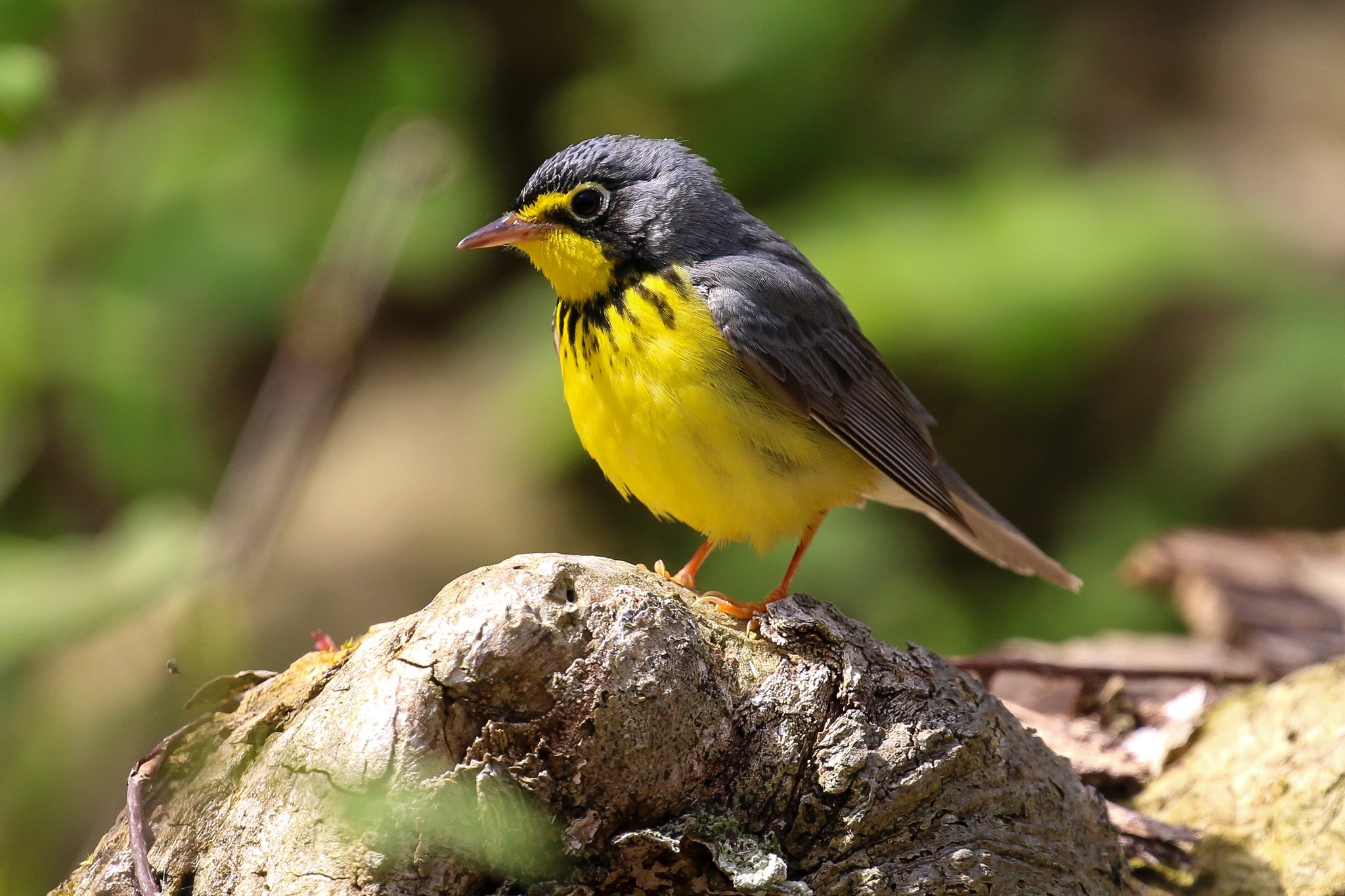 Canada Warbler on stump