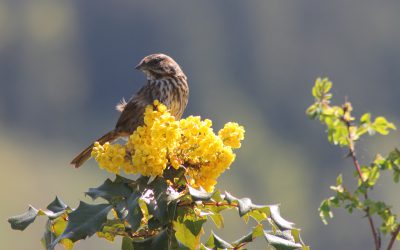 Commencez à jardiner pour les oiseaux aujourd’hui!