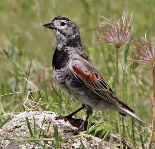 A male Thick-billed Longspur on a rock.