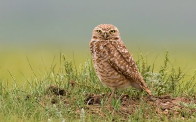 Les éleveurs de bétail, puissants alliés des oiseaux de prairies