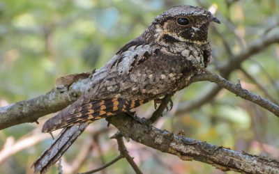 Occasions de bénévolat du printemps et de l’été 2021