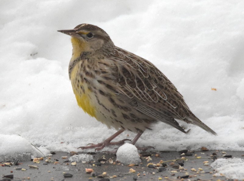 A Western Meadowlark in the snow.