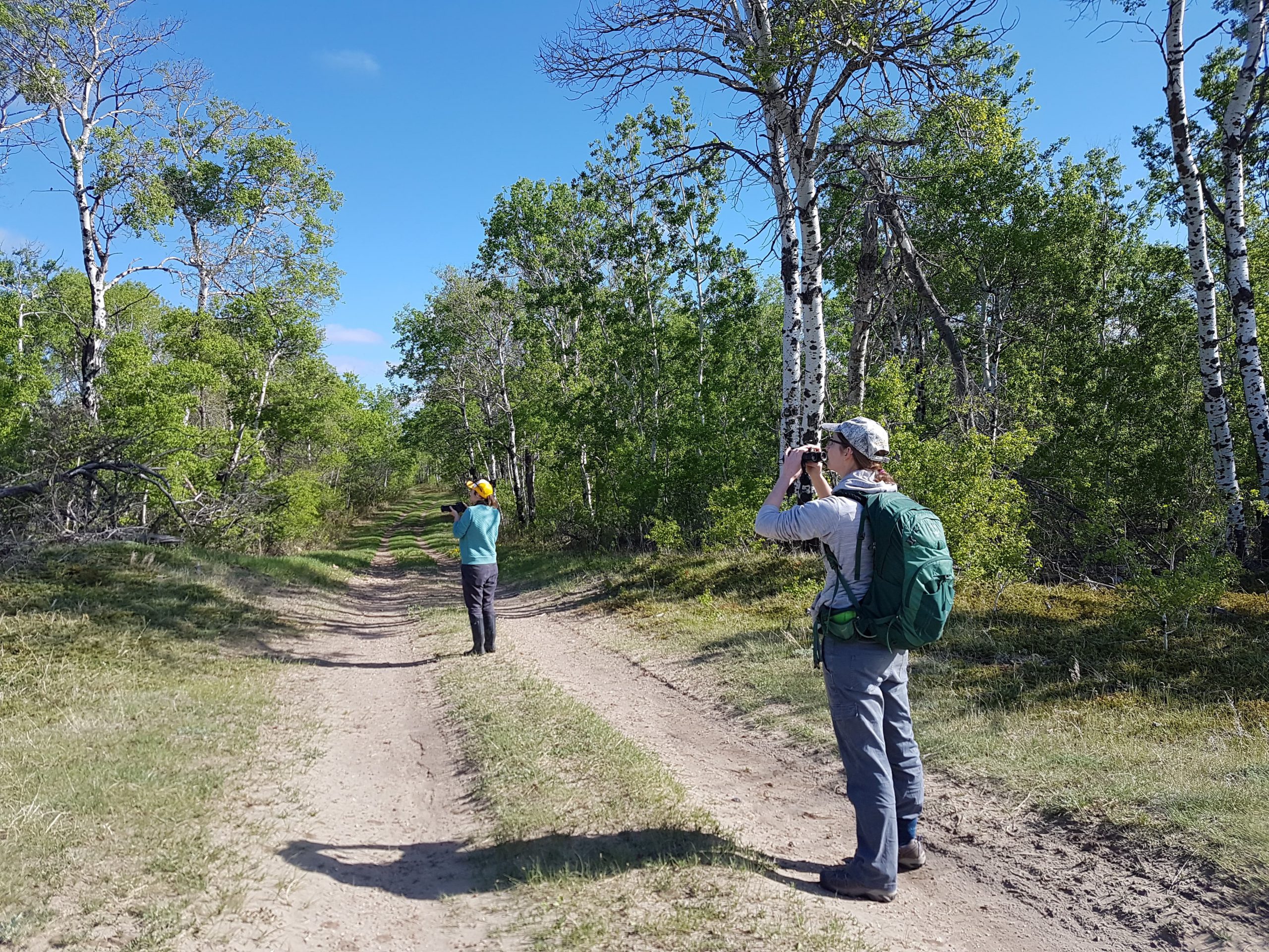 volunteers looking through binoculars on a two-track road in a forest