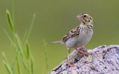 Nos décisions d’achat aident les prairies et les oiseaux qui y nichent