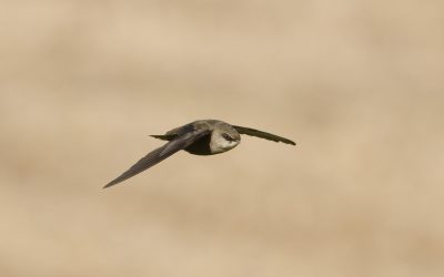 Votre domicile est-il un nichoir à martinets?