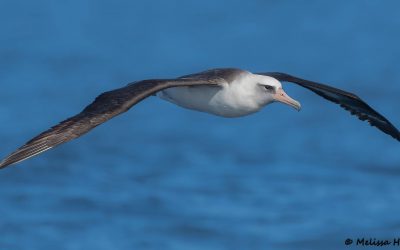 La Journée mondiale de l’albatros 2021 met l’accent sur la haute mer