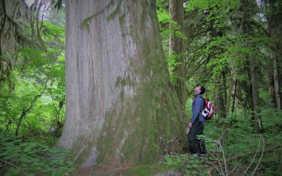 La coupe de bois dans la forêt ancienne en Colombie-Britannique