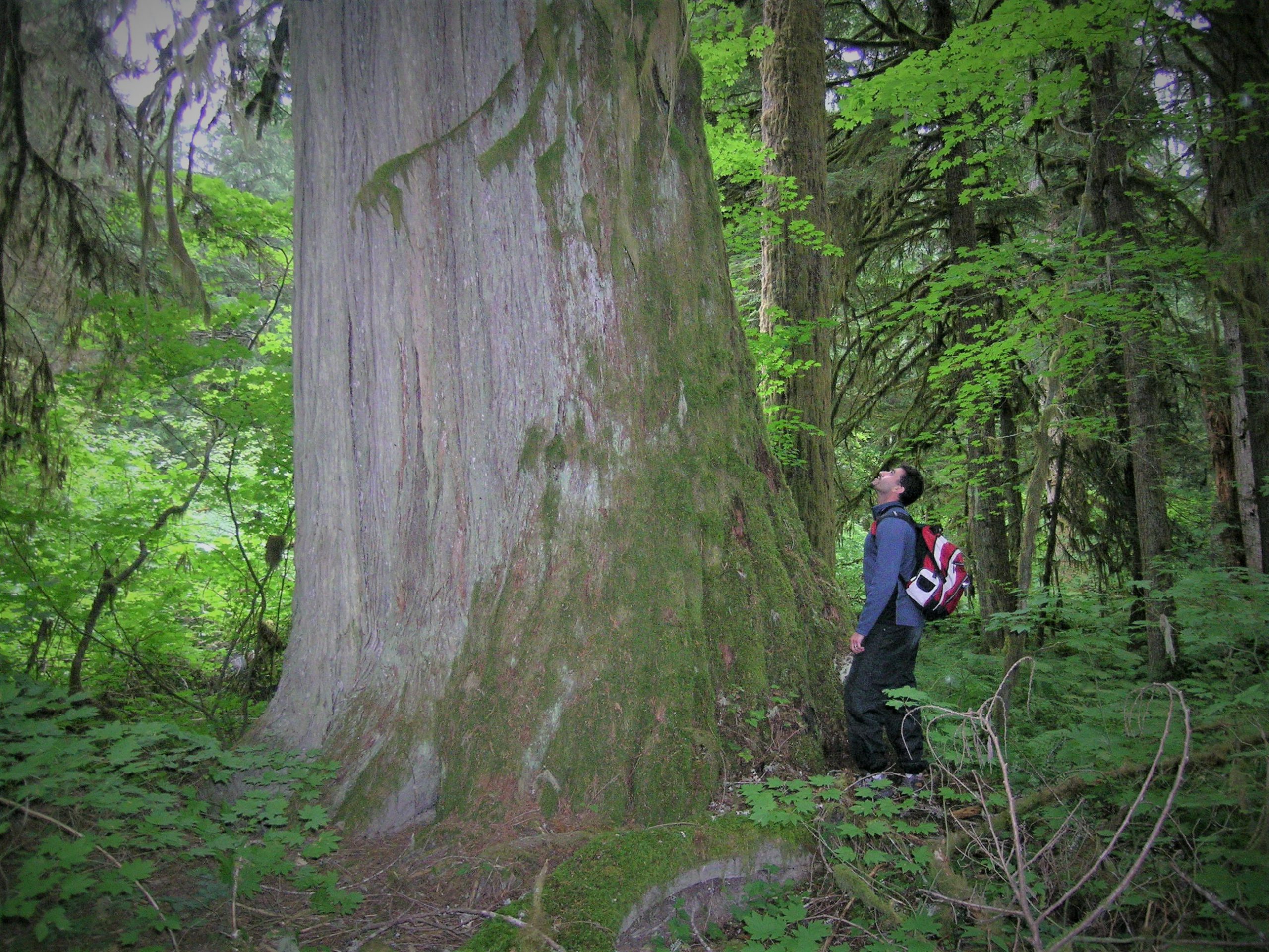 A man stands beside and looks up at a gigantic old growth tree on the coast of BC