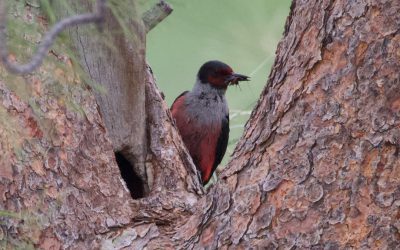 Dénombrements d’oiseaux en péril dans le sud de l’Okanagan