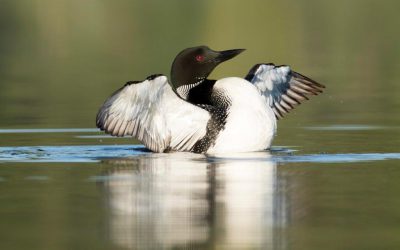 Un oiseau emblème du Canada a besoin d’aide