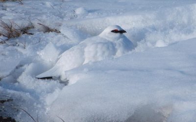 Des citoyens scientifiques contribuent à l’étude des effets des changements climatiques sur les lagopèdes en Colombie-Britannique