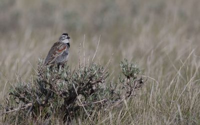 Le Plectrophane à ventre gris, symbole de changement dans les Prairies canadiennes