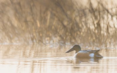 L’adaptation aux changements climatiques doit prendre en compte les oiseaux – vous pouvez aider