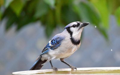 Contribuez à la recherche scientifique en observant les oiseaux par votre fenêtre!