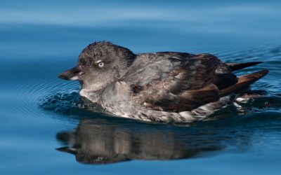 Les effets sur les Oiseaux de la marée noire sur la côte californienne