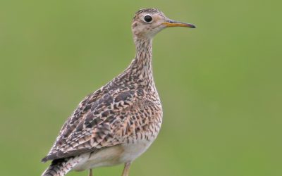 Un nouveau guide pour soutenir la lutte contre les changements climatiques et la perte de biodiversité dans les Prairies