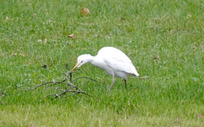 Une année ornitho: points saillants du Grand Birdathon pancanadien 2021