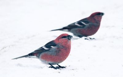 Le Recensement des oiseaux de Noël, une tradition bénéfique pour l’avifaune