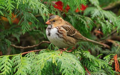 La COP26 sur les changements climatiques : son importance pour les oiseaux