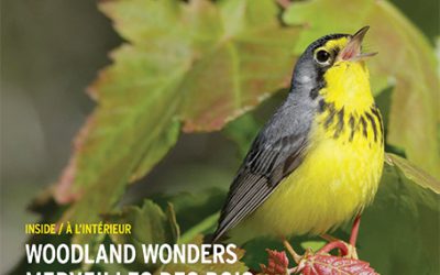 Les oiseaux forestiers affichent leurs plumages dans le magazine BirdWatch Canada