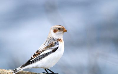 Racontez-nous vos péripéties du Recensement des Oiseaux de Noël!