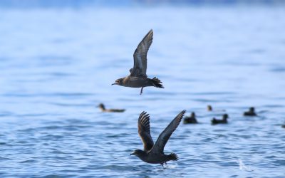 Les oiseaux du détroit de la Reine-Charlotte vus de plus près