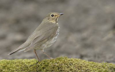 Profil d’espèce: La Grive à dos olive, une cantatrice à lunettes