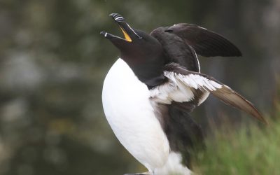 Réévaluations récentes du risque de disparition d’oiseaux présents au Canada