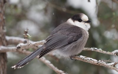 Entrez en relation avec les oiseaux, la nature et les gens – Participez au Grand dénombrement des oiseaux de février du 18 au 21 février 2022!