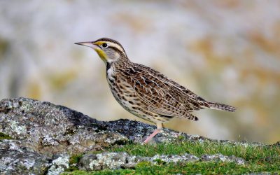 Les oiseaux nous aident, aidons-les en retour