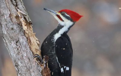 COMMUNIQUÉS DE PRESSE : Les oiseaux nous rassemblent pour le Grand dénombrement des oiseaux de février