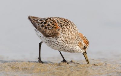 Un dernier effort pour protéger l’habitat des oiseaux de rivage au coeur de l’estuaire du Fraser