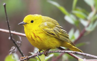 Bénévoles recherchés pour le Relevé des oiseaux nicheurs de l’Amérique du Nord