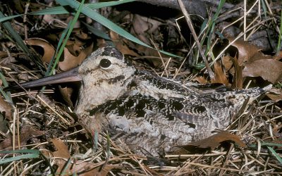 Bénévoles Recherchés en Ontario