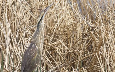 Bénévoles recherchés pour le Programme de surveillance des marais du Québec