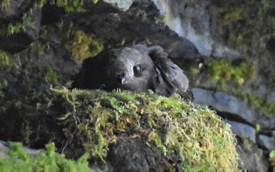 Étude du Martinet sombre dans le sud-ouest de la Colombie-Britannique: randonneurs pédestres recherchés