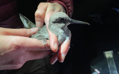 Sur les traces des bécasseaux variables dans l’estuaire du Fraser