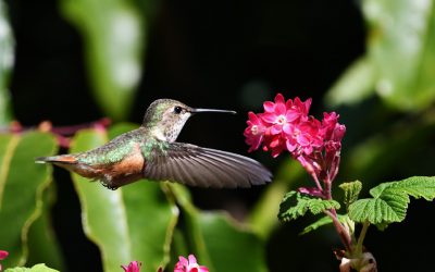 Jardiner pour les oiseaux: des ressources pour vous!